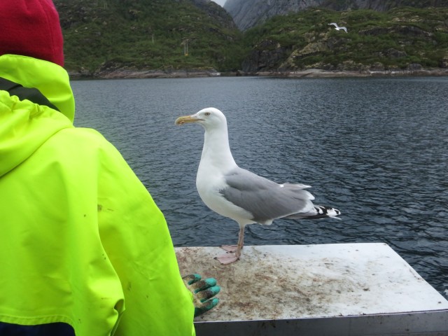 Hurtigruten_2015-06-25_17-00